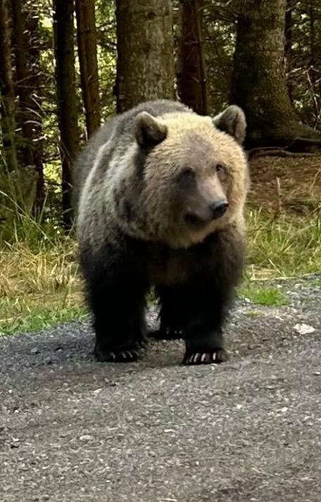 Braunbär